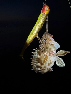 ガシラの釣果