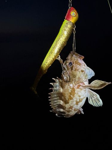 ガシラの釣果