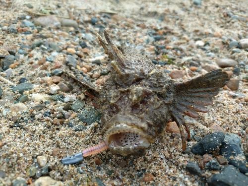 オニオコゼの釣果