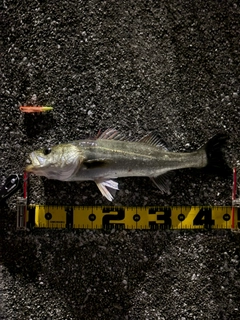 セイゴ(マルスズキ)の釣果