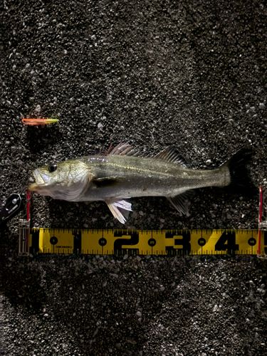 セイゴ（マルスズキ）の釣果