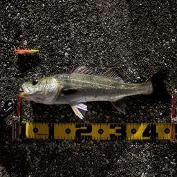 セイゴ（マルスズキ）