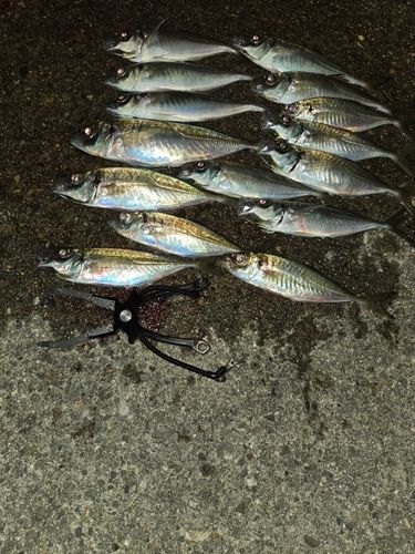 アジの釣果