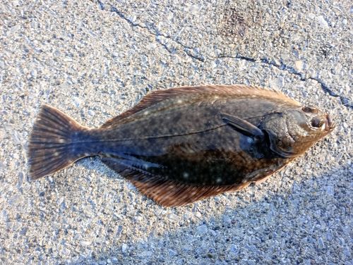 イシガレイの釣果