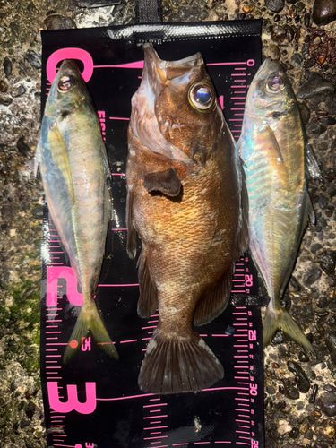メバルの釣果