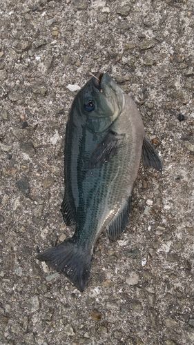 グレの釣果