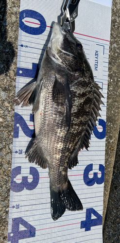 クロダイの釣果