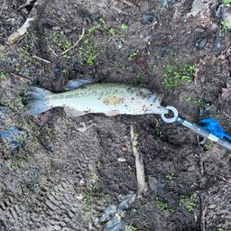 ラージマウスバス