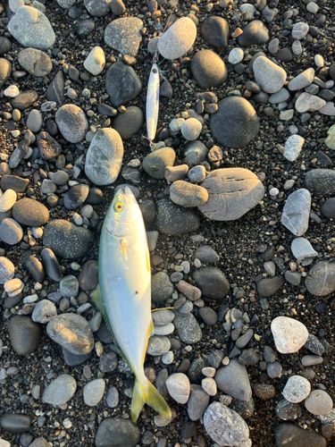 ワカシの釣果
