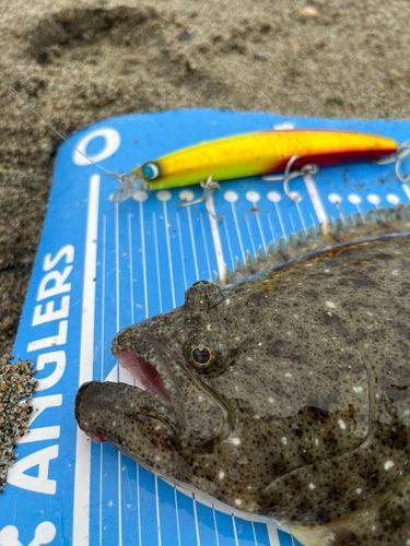 ヒラメの釣果