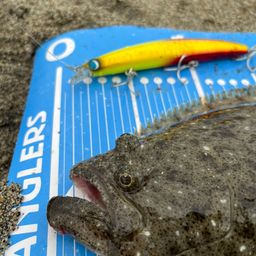 ヒラメ