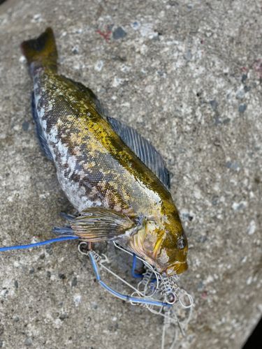 アイナメの釣果