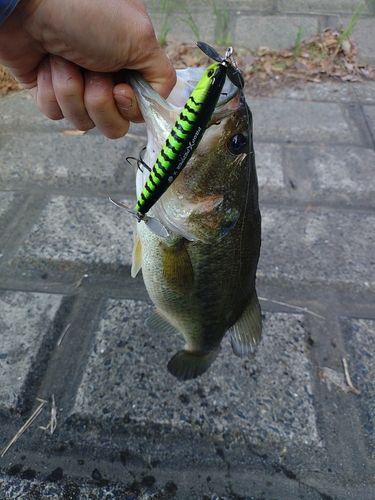 ラージマウスバスの釣果