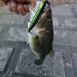 ラージマウスバス