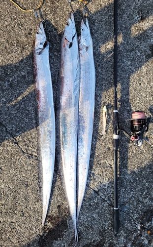 タチウオの釣果