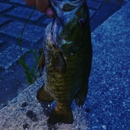 スモールマウスバス