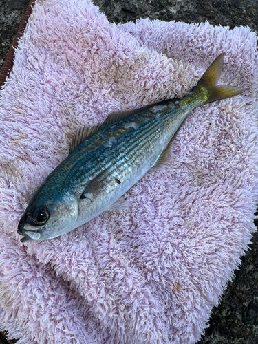 タカベの釣果
