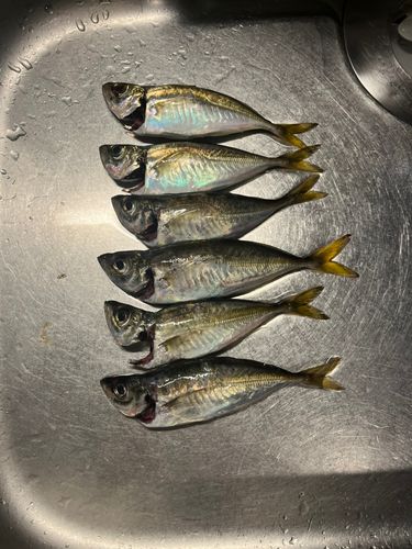 アジの釣果