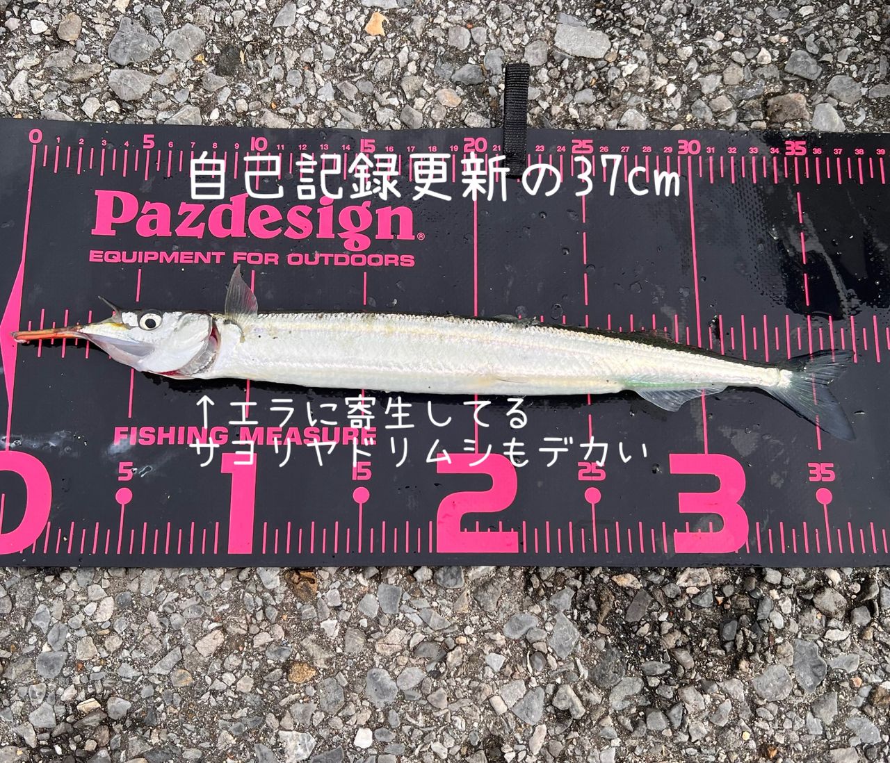 サヨリ