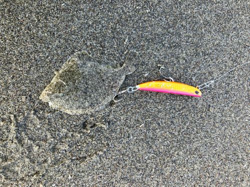 ソゲの釣果