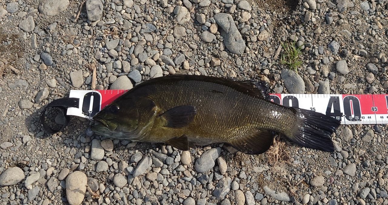 スモールマウスバス