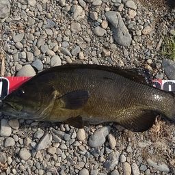 スモールマウスバス