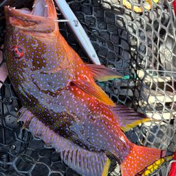 ナガジューミーバイ