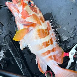 ハンゴーミーバイ