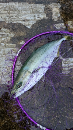 ハマチの釣果
