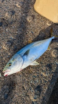 ツバスの釣果