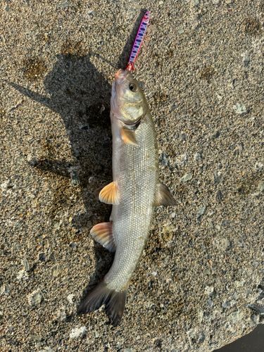 ウグイの釣果