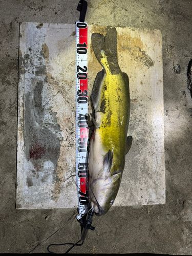 アメリカナマズの釣果