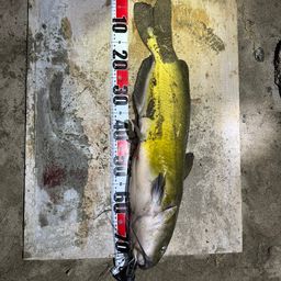 アメリカナマズ