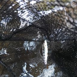 アマゴ