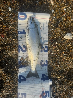 サクラマスの釣果