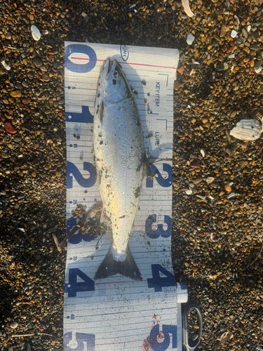 サクラマスの釣果