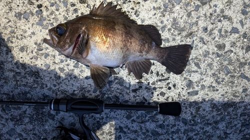 メバルの釣果