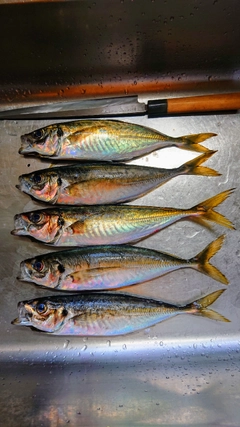 アジの釣果