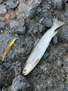 アメマスの釣果