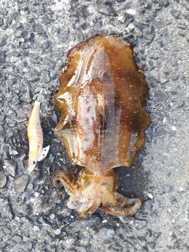 アオリイカの釣果