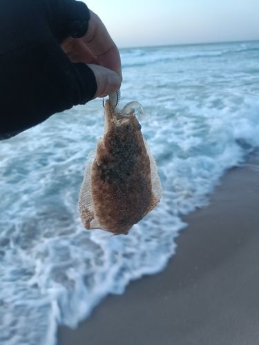 ソゲの釣果