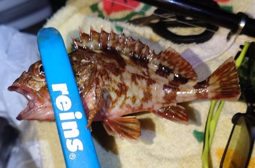 カサゴの釣果
