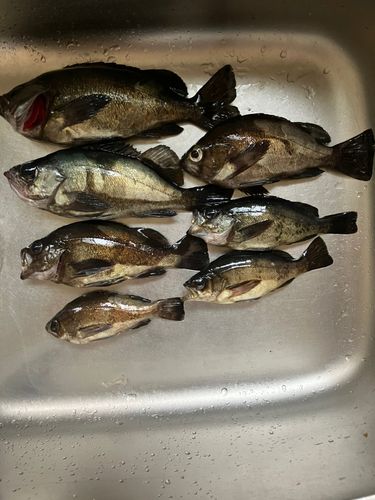 メバルの釣果