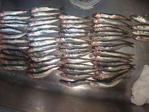カタクチイワシの釣果
