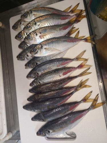 アジの釣果