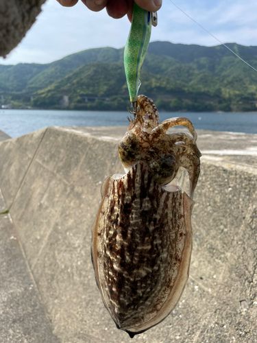 コウイカの釣果