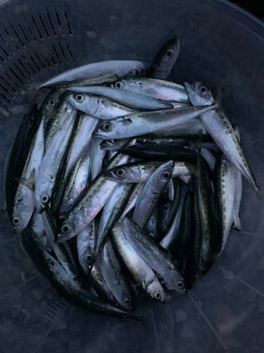 サバの釣果