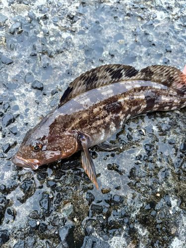 アイナメの釣果