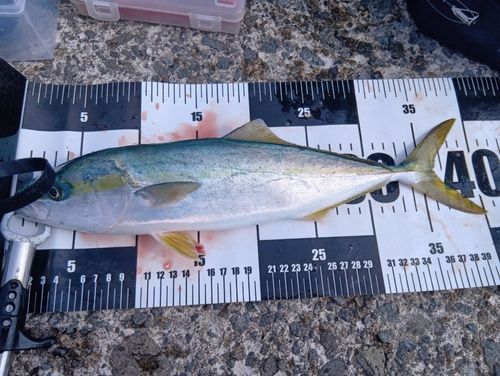 イナダの釣果