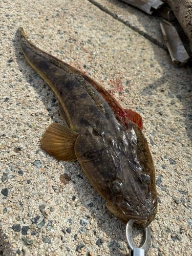 マゴチの釣果